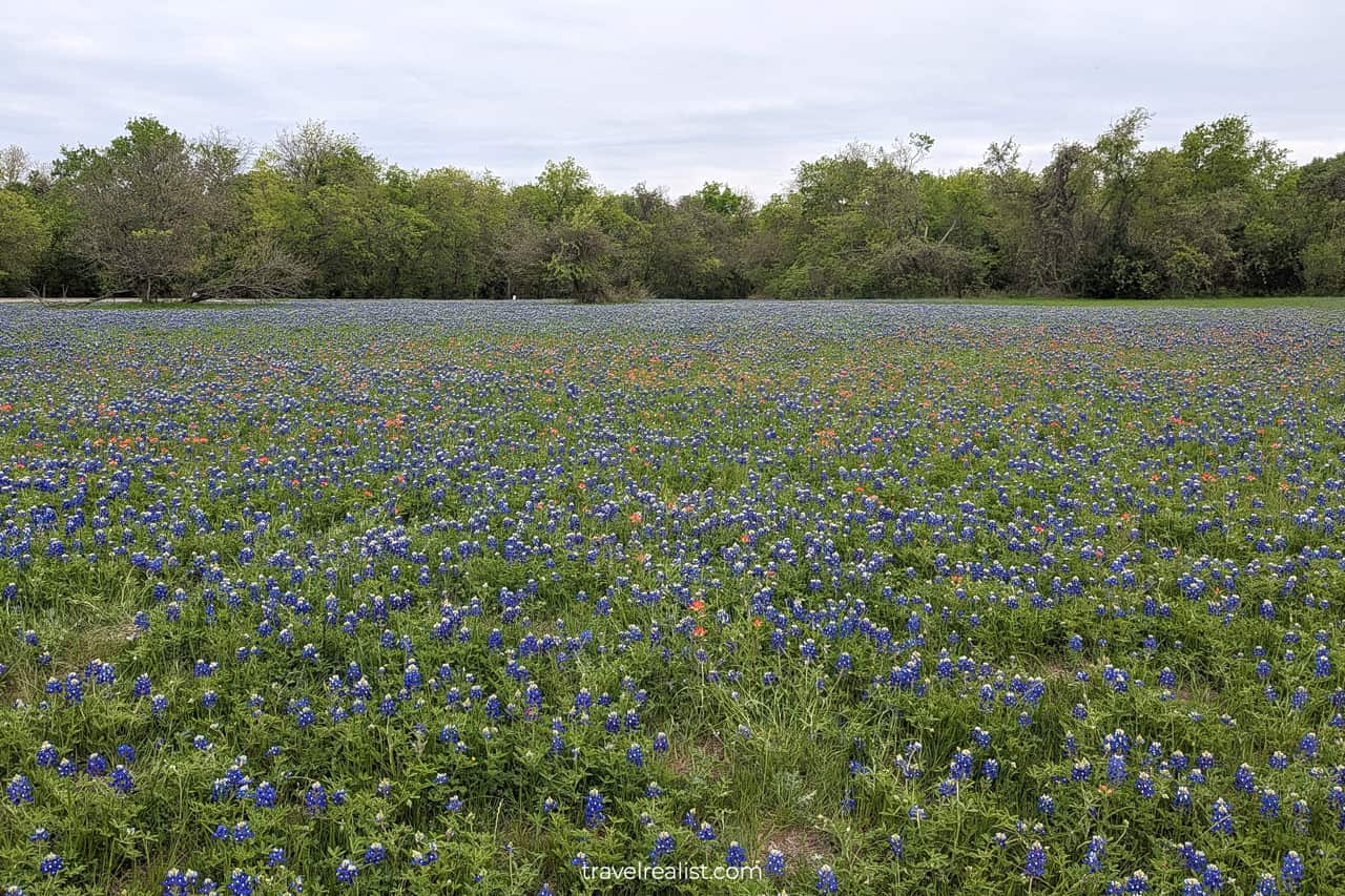 Bluebonnet meadow in McKinney Falls State Park in Austin, Texas, US