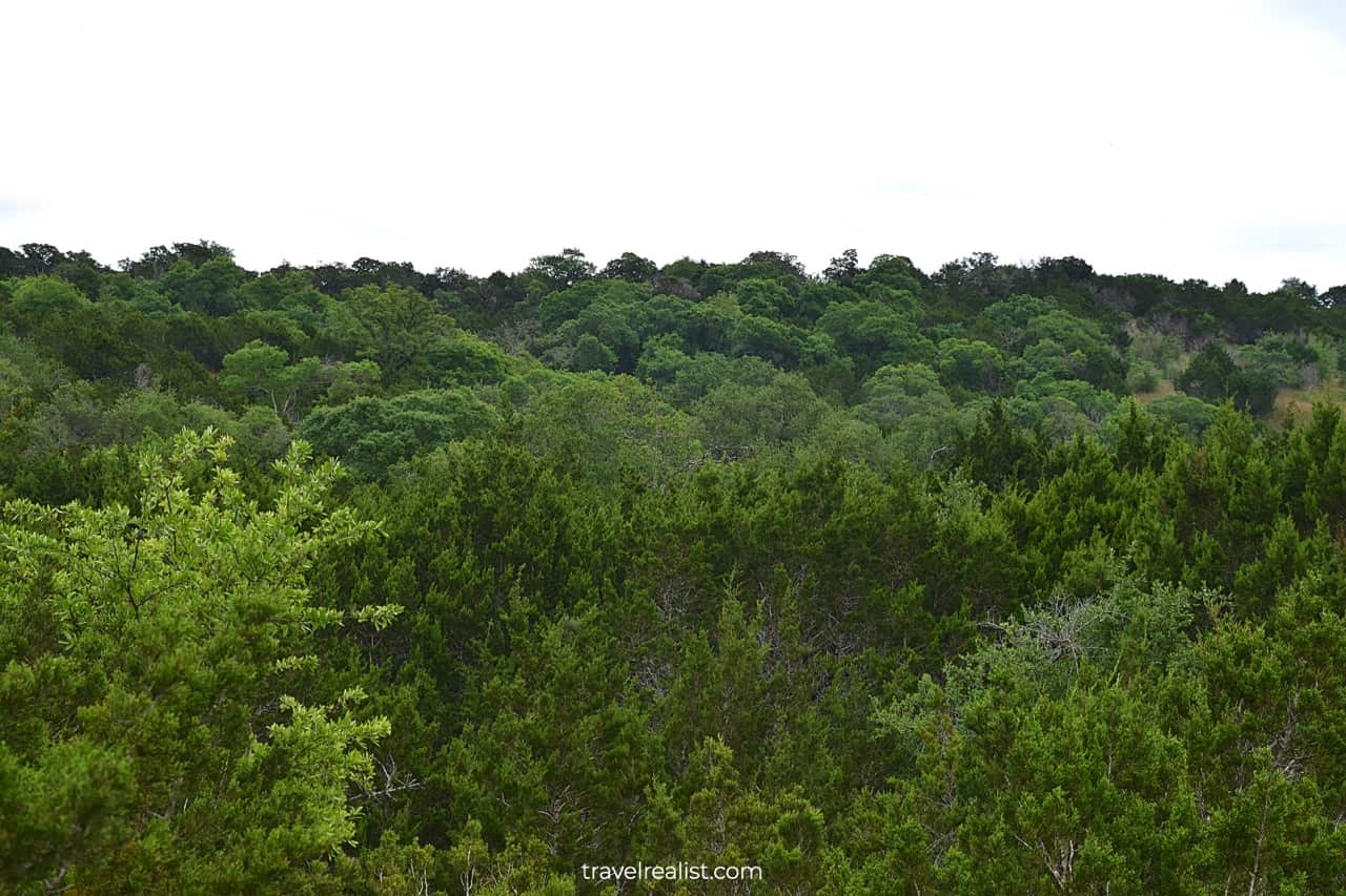 Cedar trees in Balcones Canyonlands National Wildlife Refuge, Texas, US