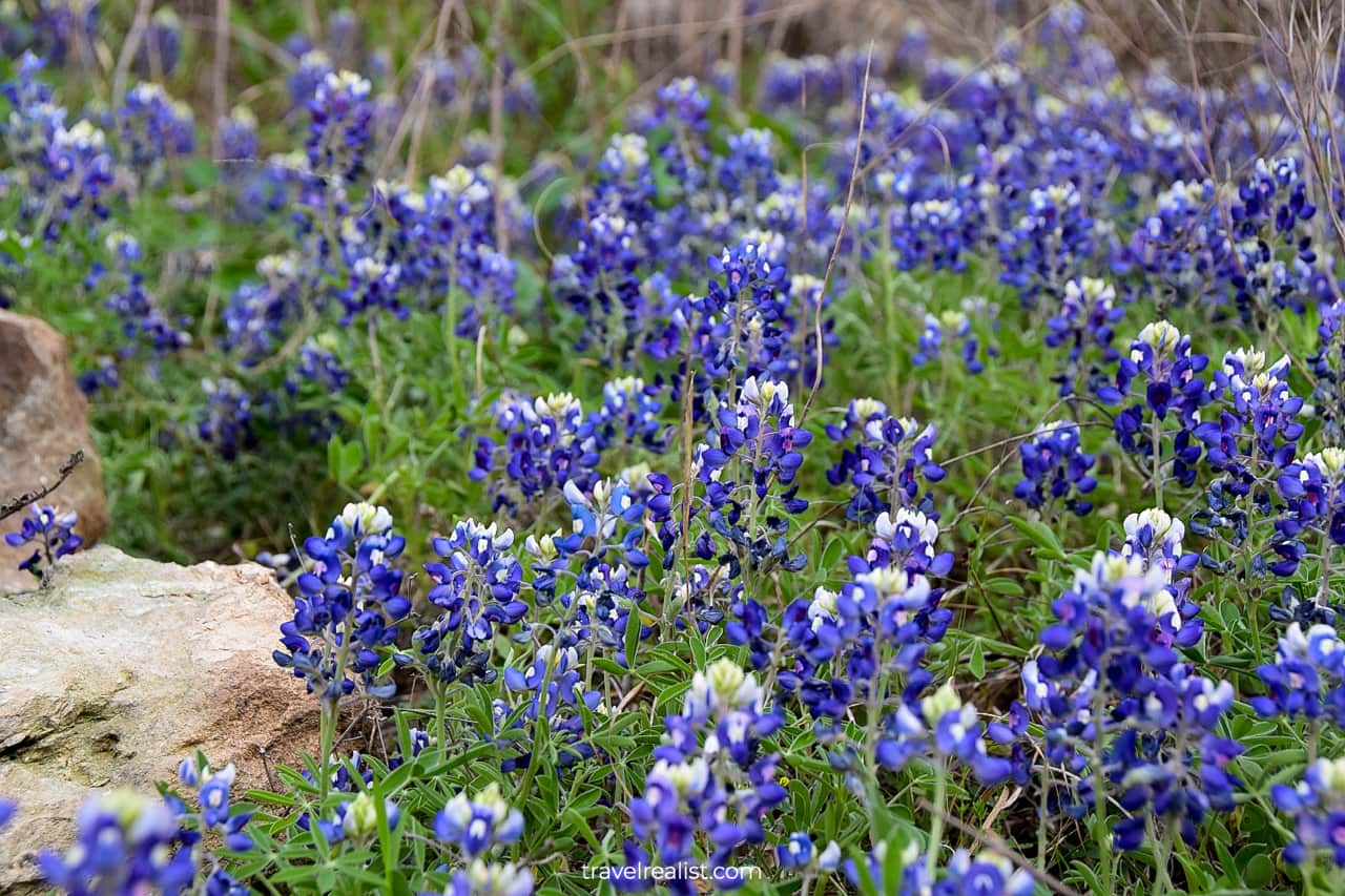 Close-up view of bluebonnets in Austin, Texas, US
