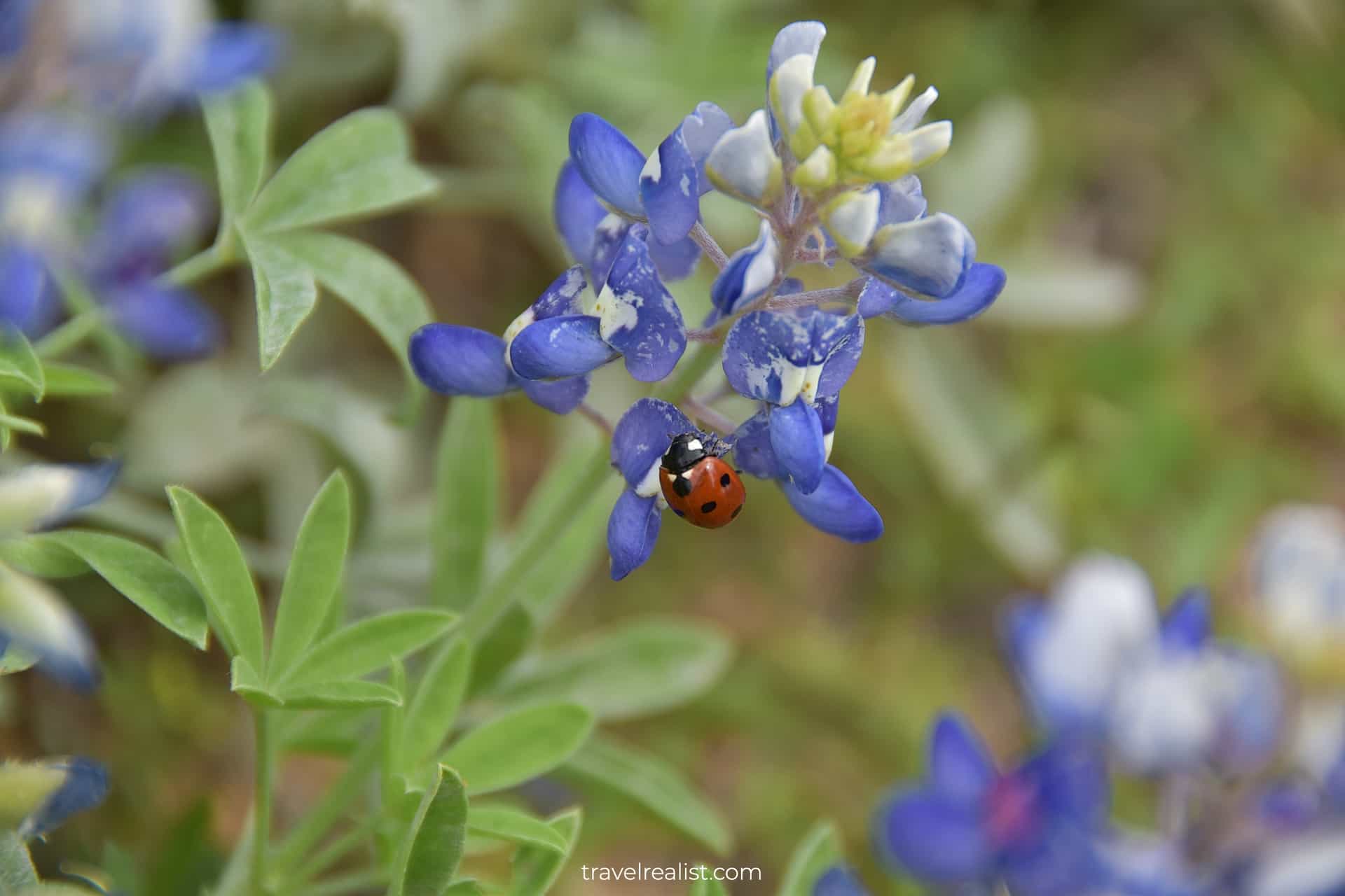 Ladybug on a bluebonnet in Muleshoe Bend Recreation Area near Austin, Texas, US