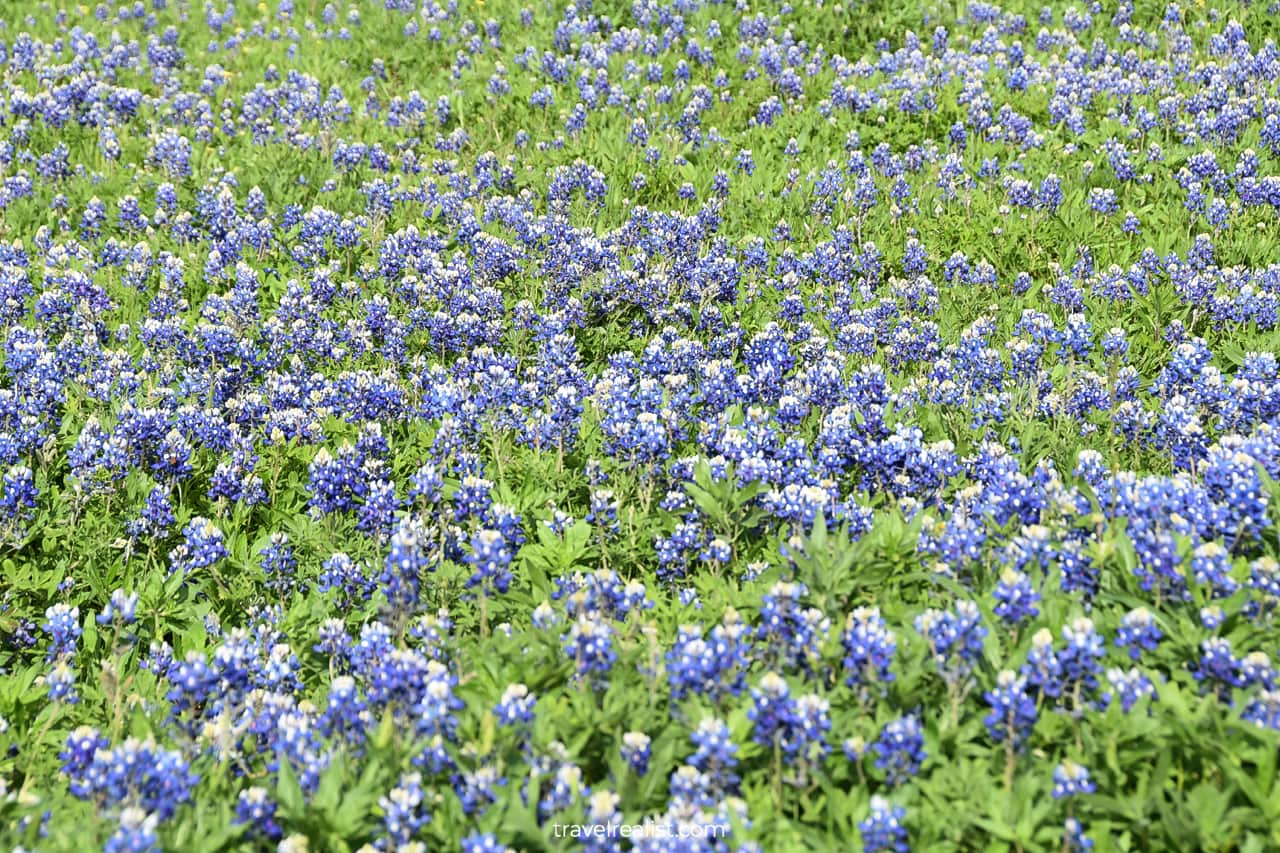 Bluebonnet field near Austin, Texas, US