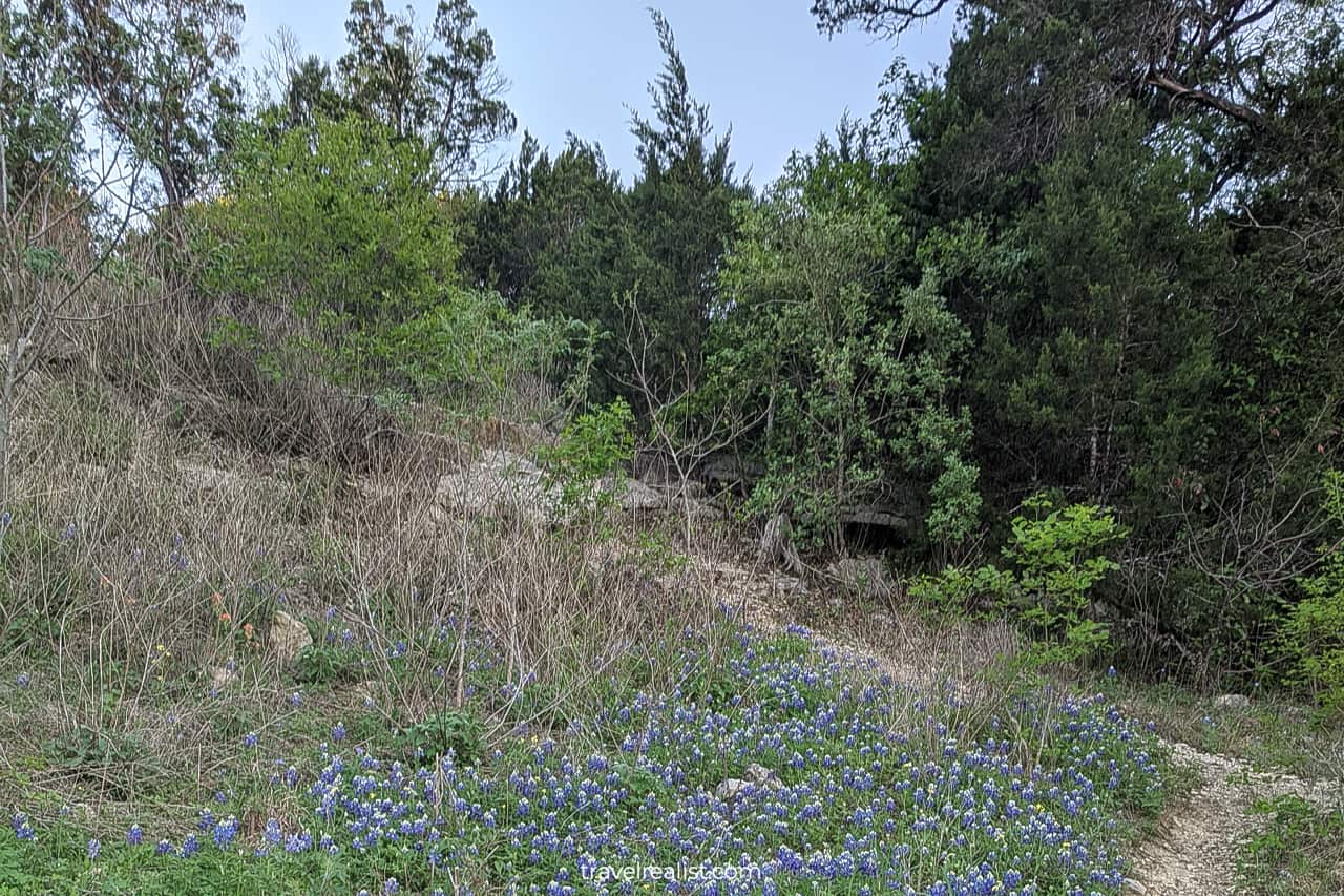 Bluebonnet meadow in Bull Creek Greenbelt in Austin, Texas, US