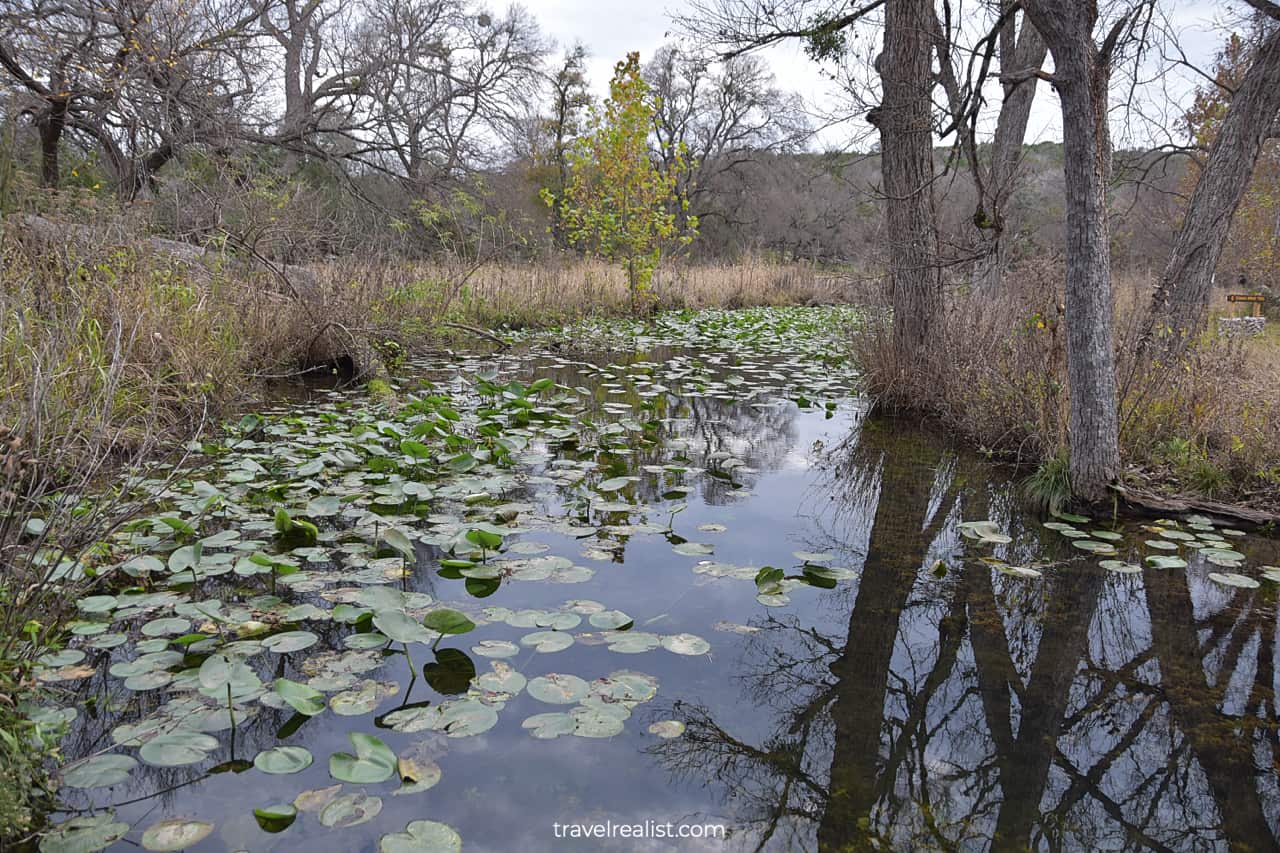 Gorman Spring and water lilies in Colorado Bend State Park, Texas, US