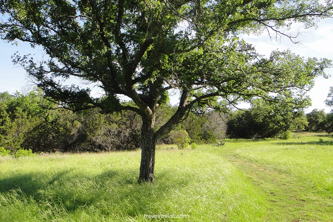 Oak and meadows near Dry Creek Junction in Colorado Bend State Park, Texas, US