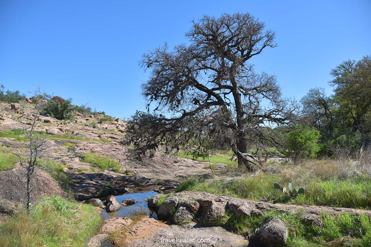 Sandy Creek and live oak in Enchanted Rock State Natural Area, Texas, US