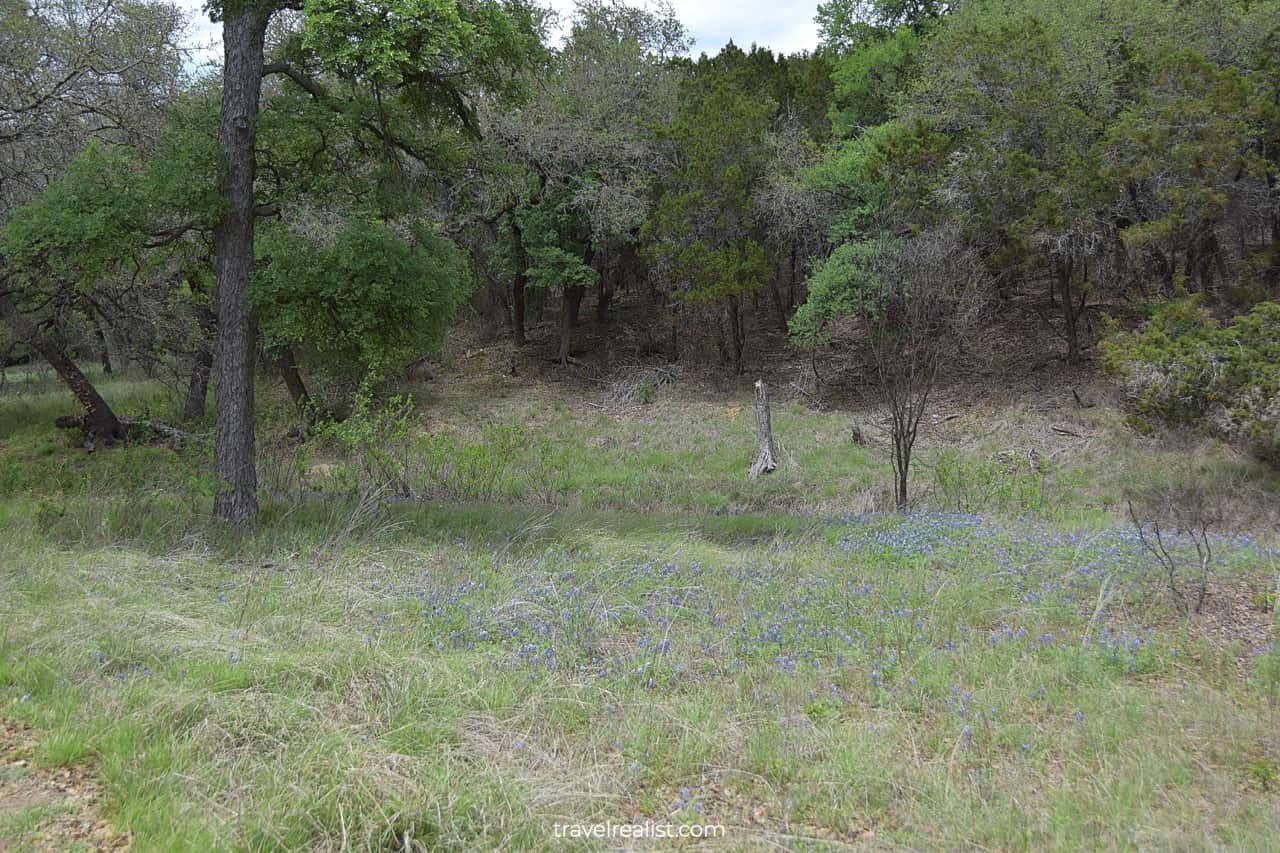 Bluebonnet meadow in Grelle Recreation Area near Austin, Texas, US