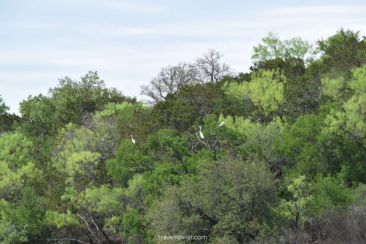 Great Herons in Grelle Recreation Area, Spicewood, Texas, US