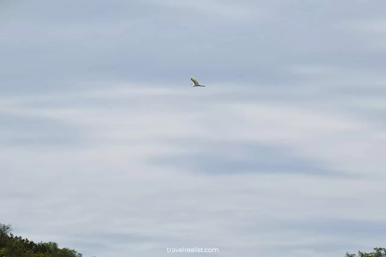 Great heron flying in Grelle Recreation Area, Spicewood, Texas, US