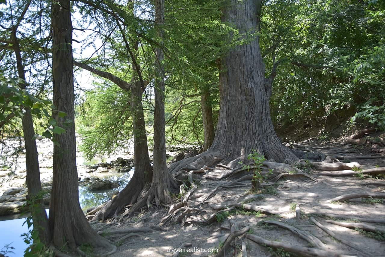 Cypress trees on Bald Cypress Trail in Guadalupe River State Park near San Antonio, Texas, US