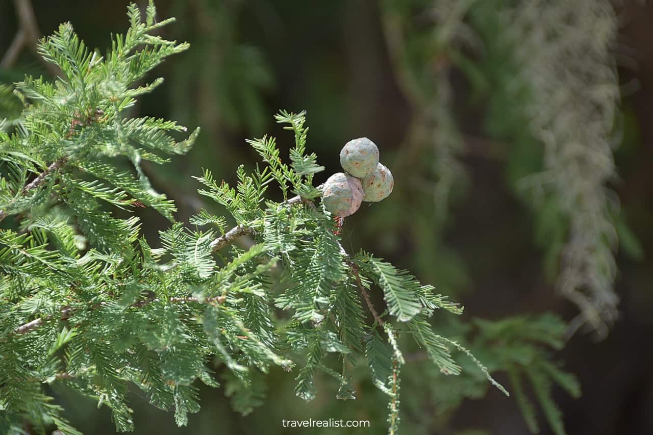 Bald cypress cones in Guadalupe River State Park near San Antonio, Texas, US