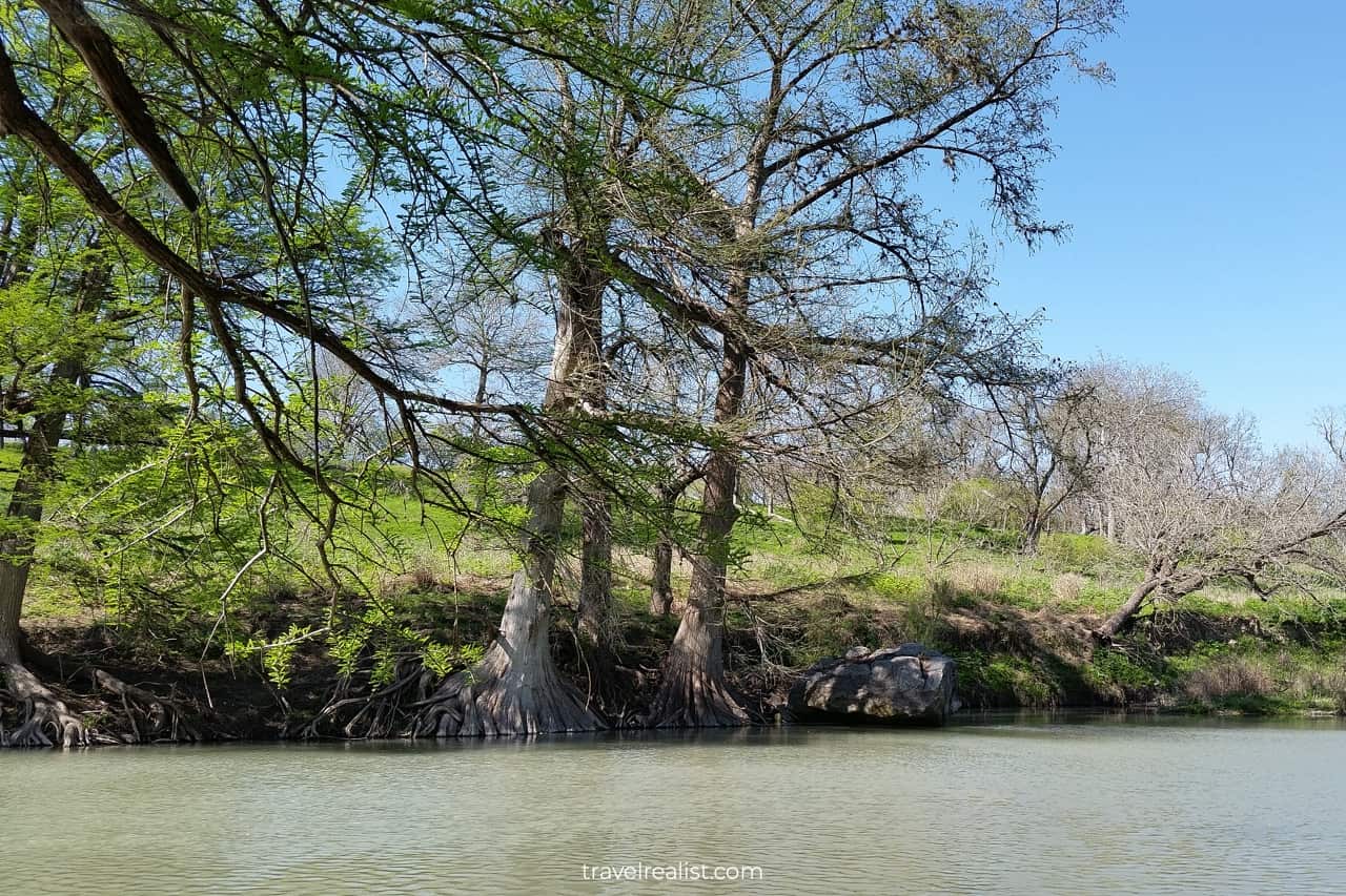 Cypress tees growing on shores of Guadalupe River in Guadalupe River State Park near San Antonio, Texas, US