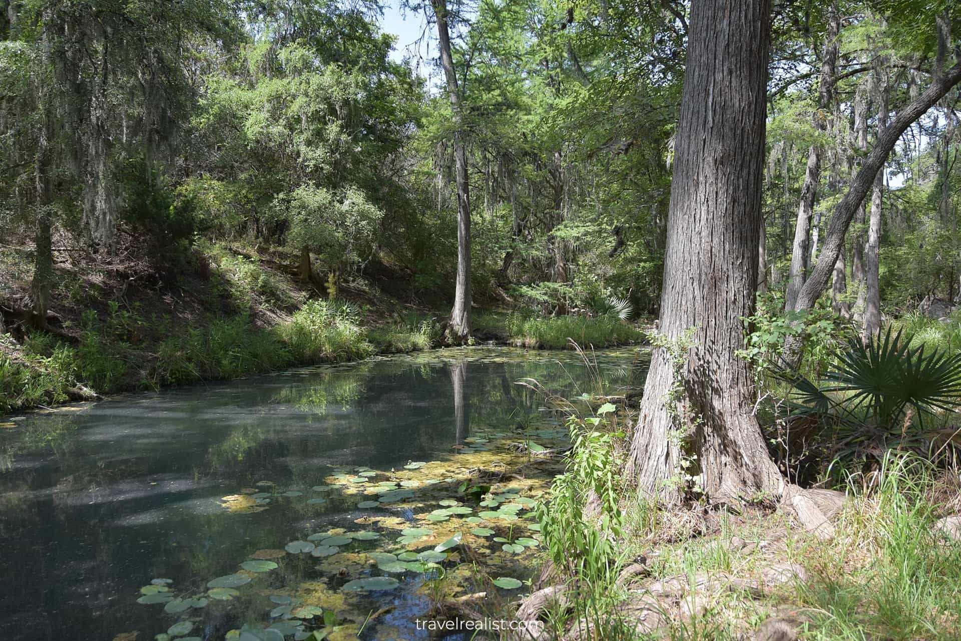 Honey Creek Guided Walk: Learn About Texas Nature & Wildlife