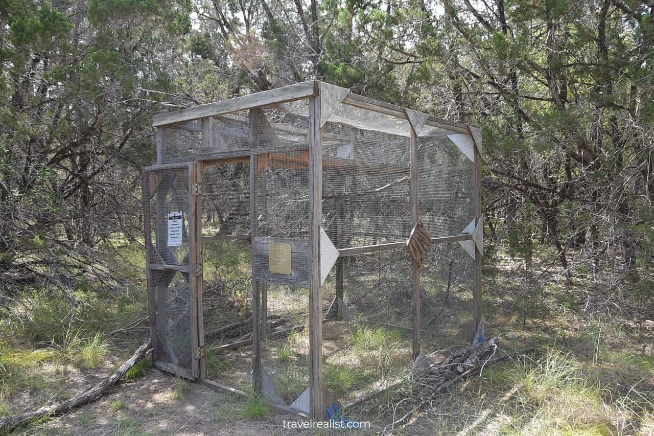 Bird trap for catching invasive birds in Honey Creek State Natural Area near San Antonio, Texas, US
