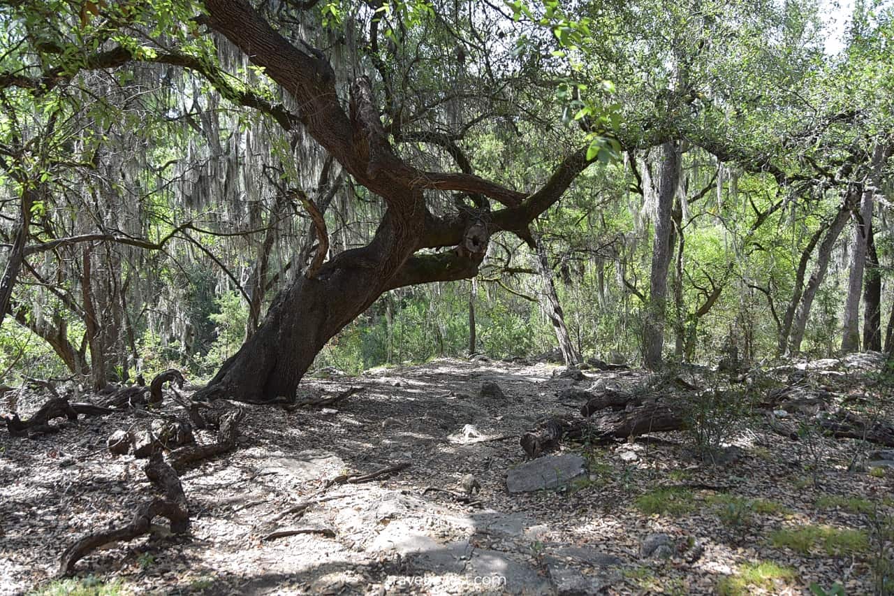 Oak tree with moss in Honey Creek State Natural Area near San Antonio, Texas, US