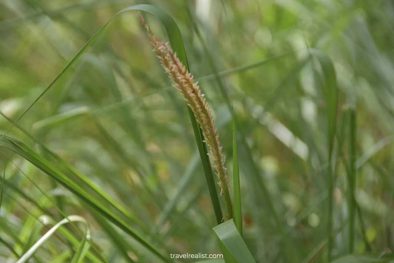 Grass in Honey Creek State Natural Area near San Antonio, Texas, US