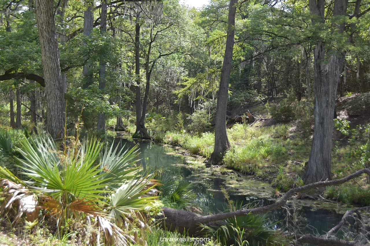 Cypress trees at Honey Creek in Honey Creek State Natural Area near San Antonio, Texas, US