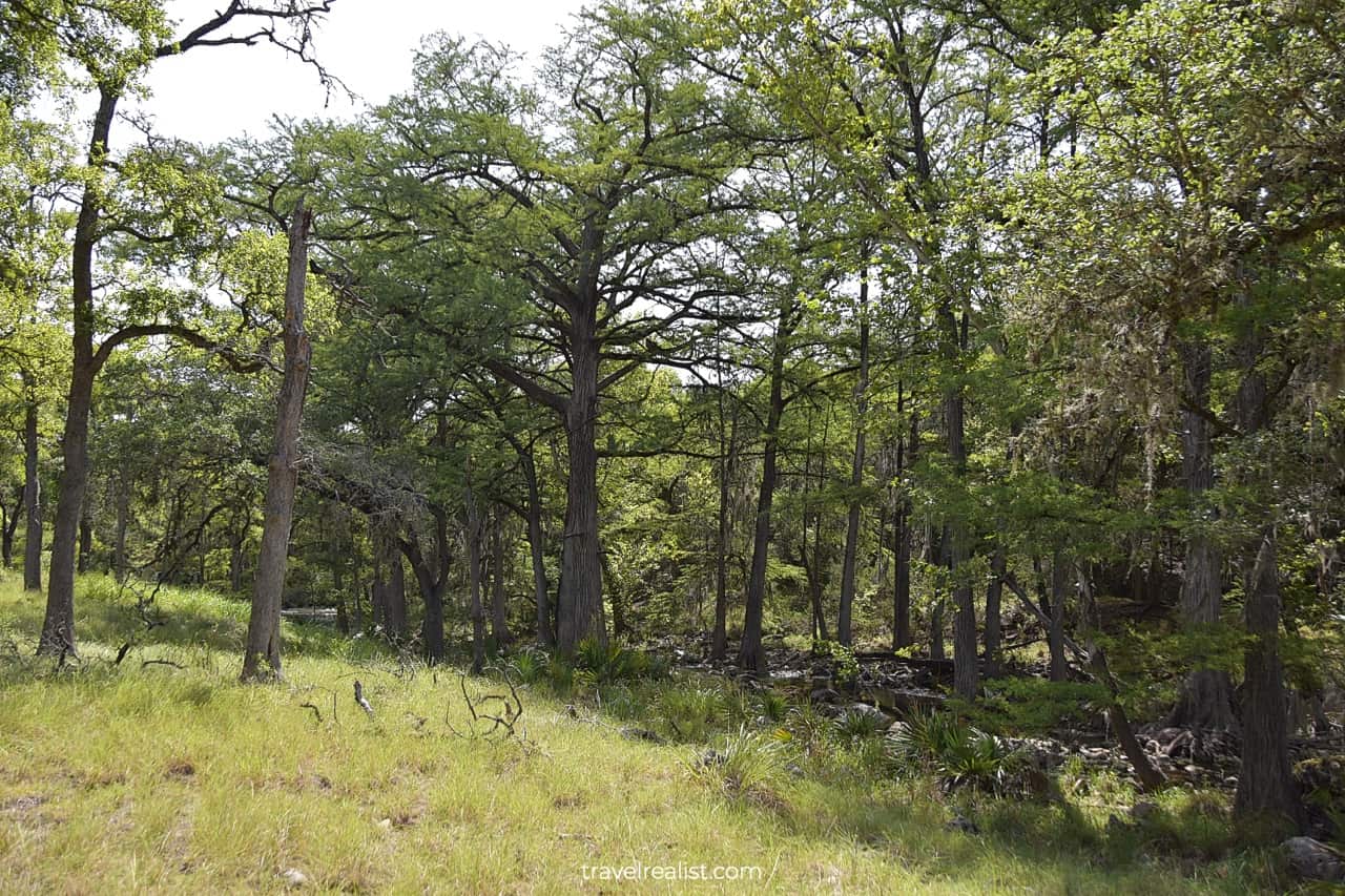 Large cypress trees and lush meadow in Honey Creek State Natural Area near San Antonio, Texas, US
