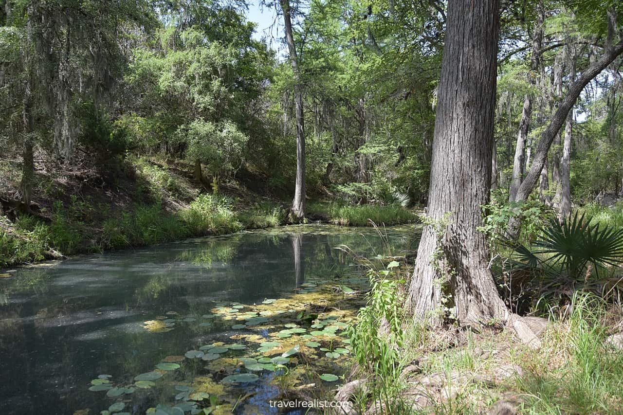 Cypress tree reflection in water in Honey Creek State Natural Area near San Antonio, Texas, US