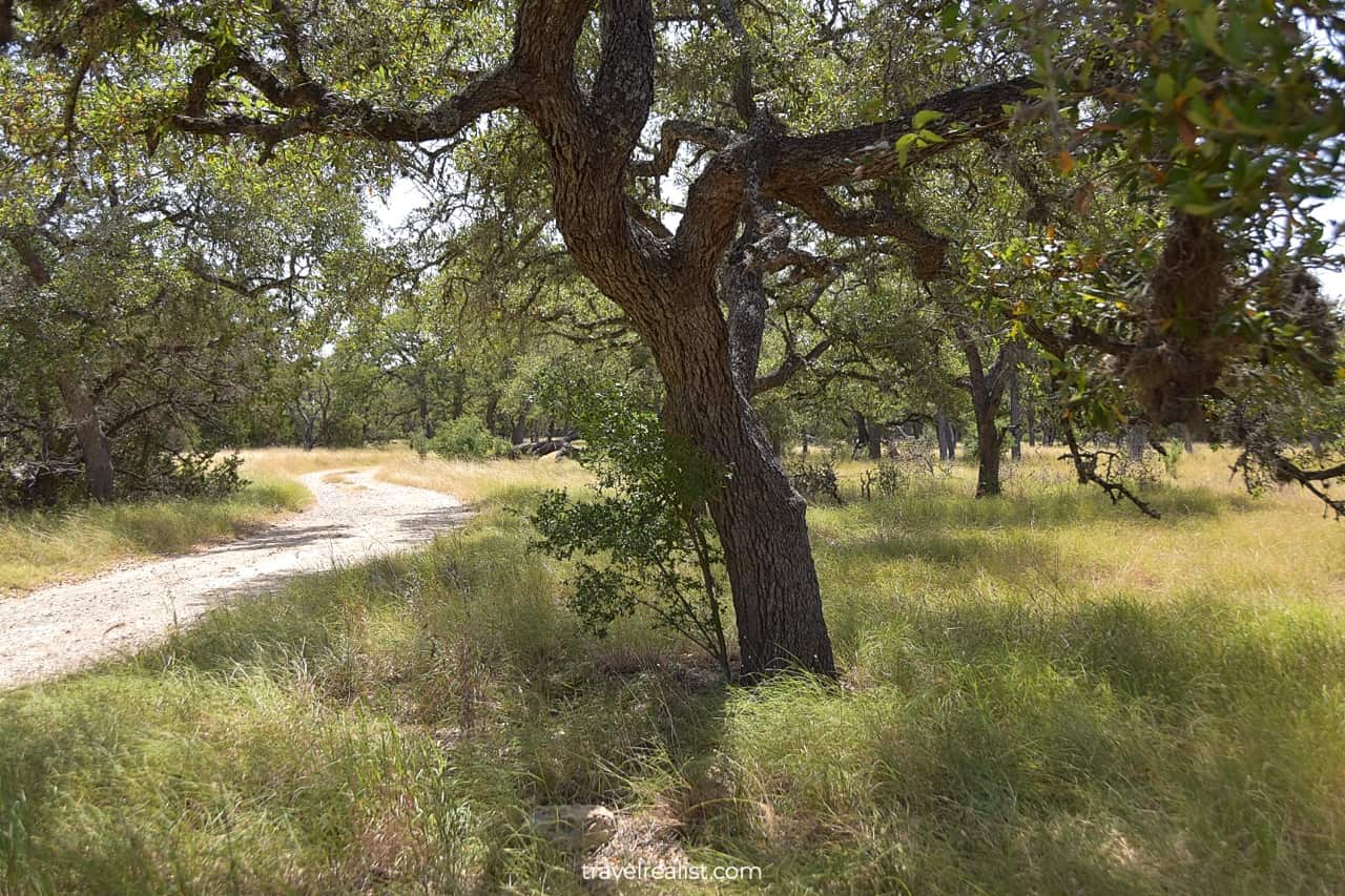 Live oak in Honey Creek State Natural Area near San Antonio, Texas, US