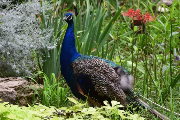 Peacock in flowers in Mayfield Park and Nature Preserve in Austin, Texas, US
