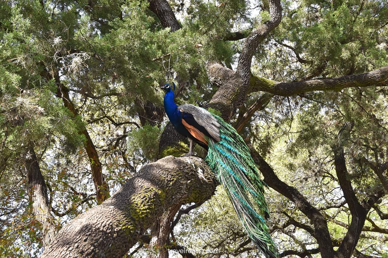 Peacock on oak branch in Mayfield Park and Nature Preserve in Austin, Texas, US