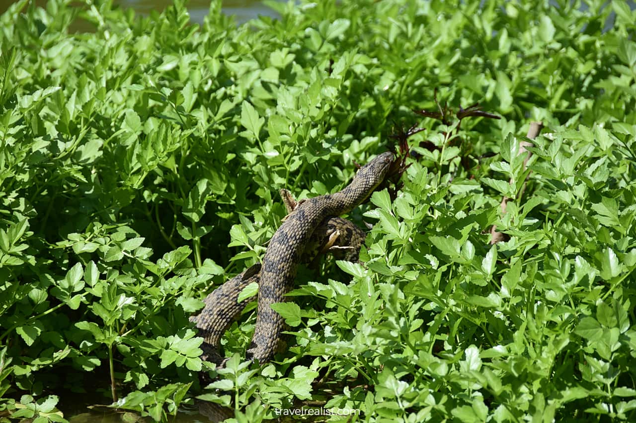 Snake in Mayfield Park and Nature Preserve in Austin, Texas, US