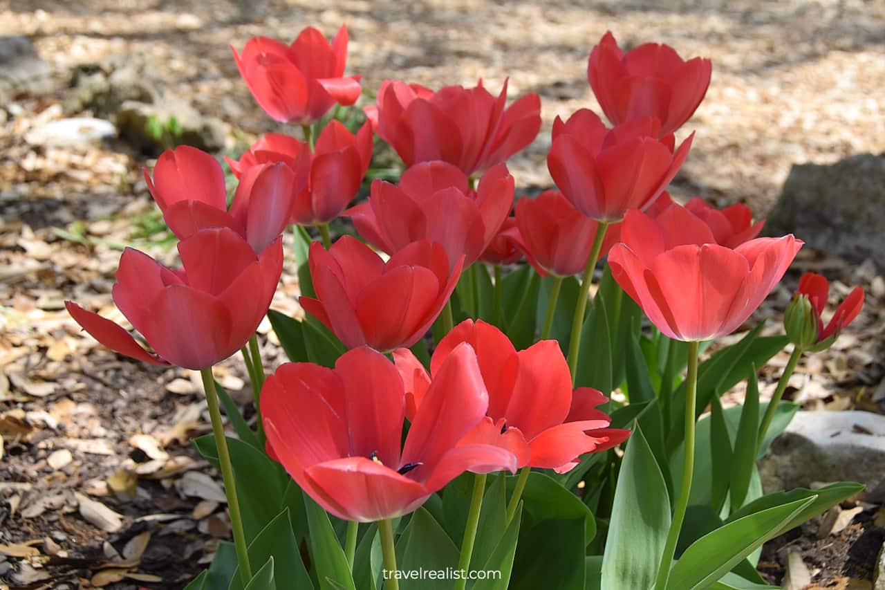 Tulips in Mayfield Park and Nature Preserve in Austin, Texas, US