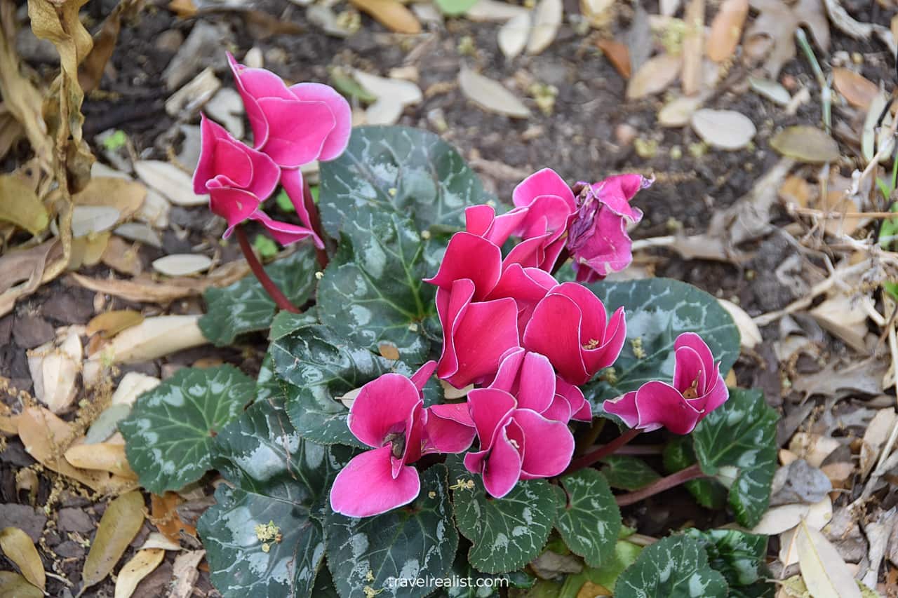 Cyclamen in Mayfield Park and Nature Preserve in Austin, Texas, US