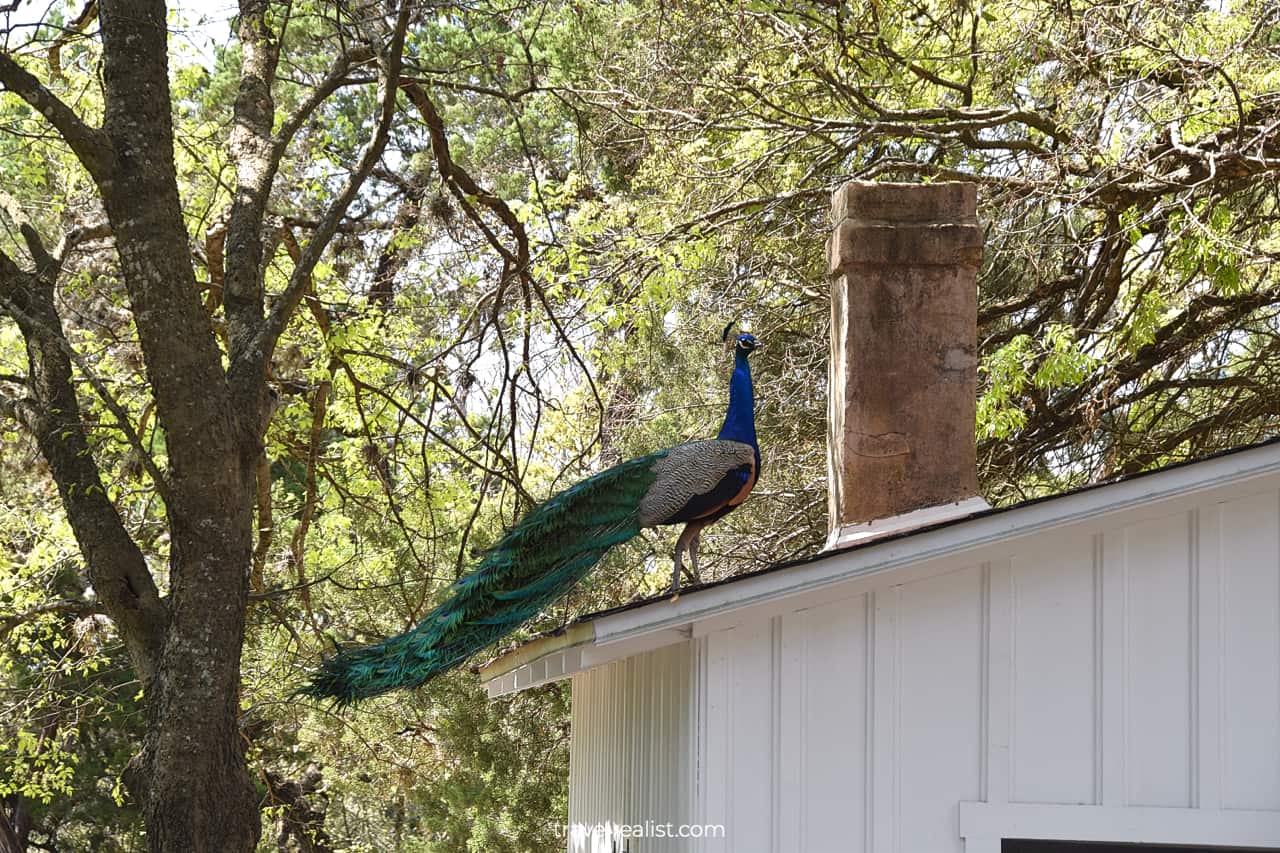 Peacock on roof of Mayfield House in Mayfield Park and Nature Preserve in Austin, Texas, US