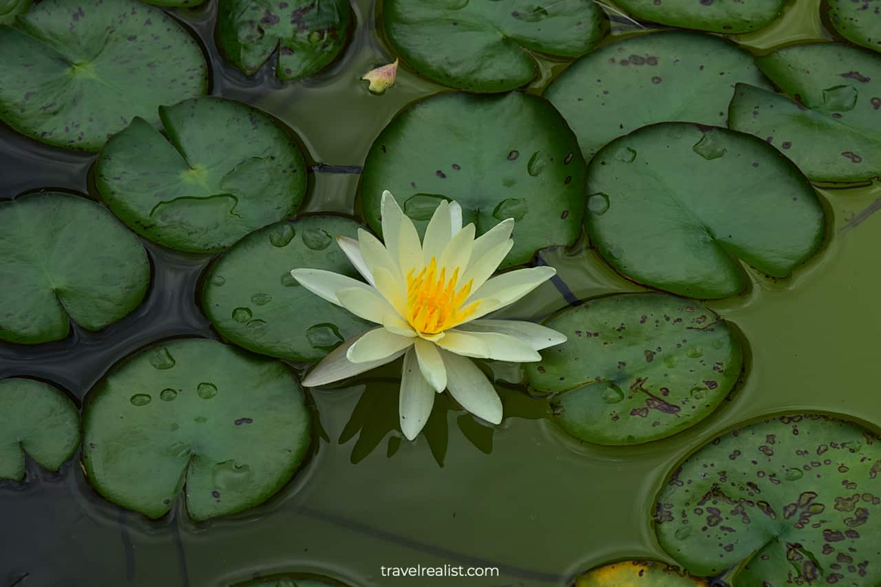 Water lily in Mayfield Park and Nature Preserve in Austin, Texas, US