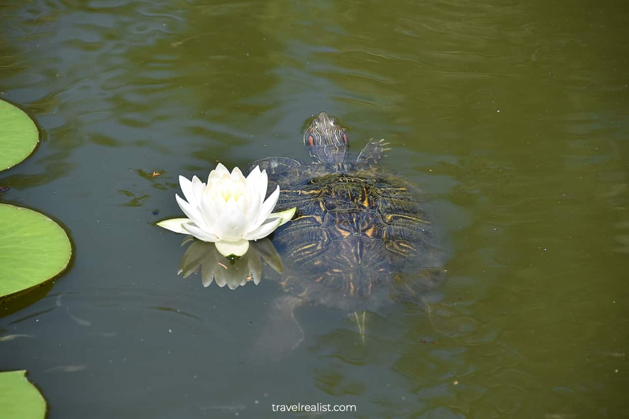 Turtle and water lily in Mayfield Park and Nature Preserve in Austin, Texas, US