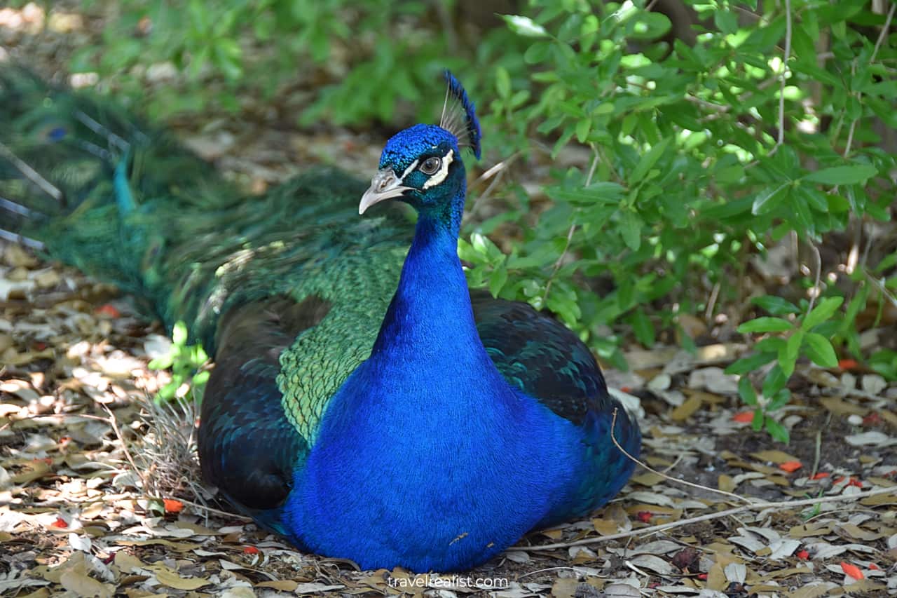 Sitting peacock in Mayfield Park and Nature Preserve in Austin, Texas, US