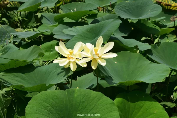 American lotus plants up-close in Meridian State Park, Texas, US