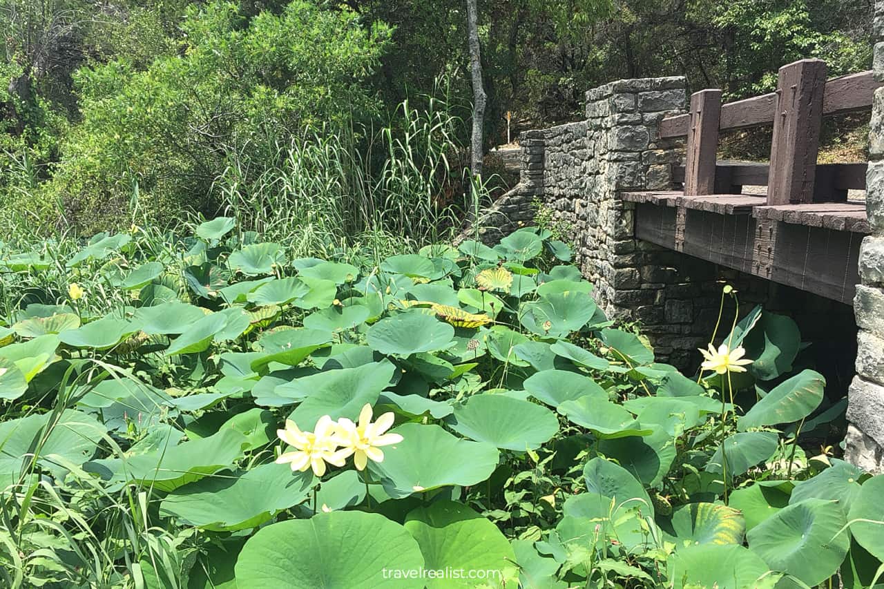 Lotuses near CCC Bridge in Meridian State Park, Texas, US