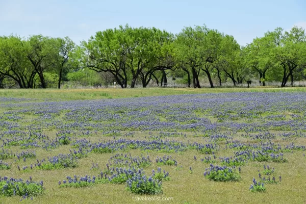 Bluebonnets and green trees in Muleshoe Bend Recreation Area near Austin, Texas, US