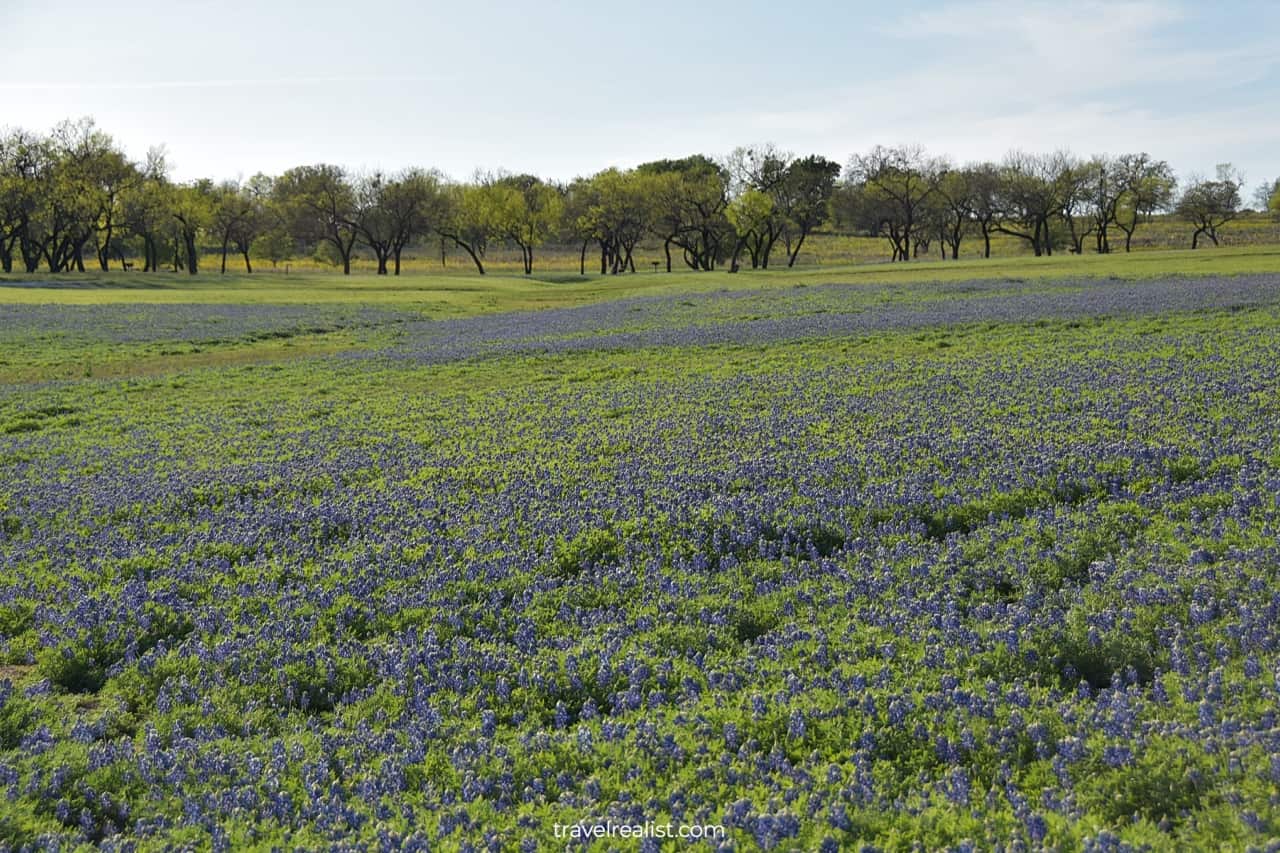 Blooming bluebonnet fields in Muleshoe Bend Recreation Area near Austin, Texas, US