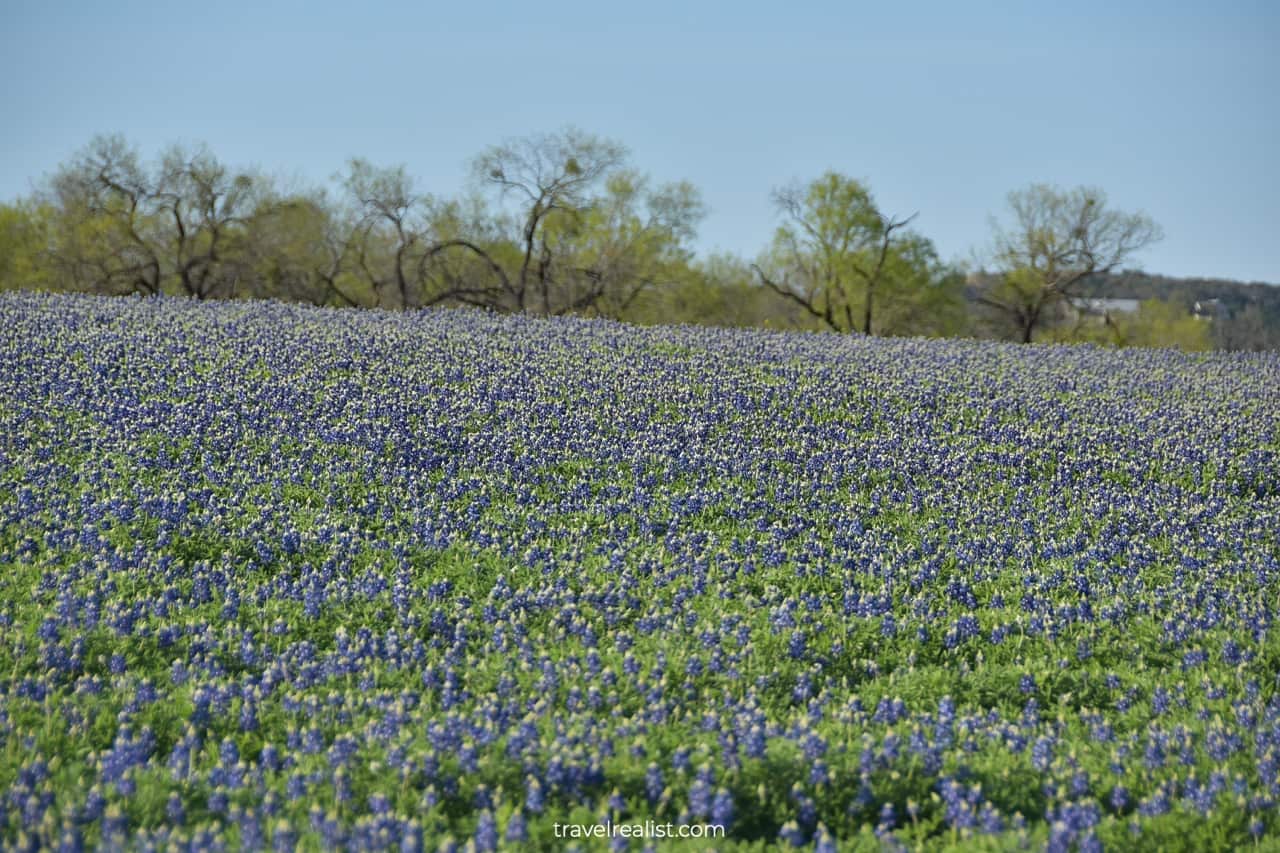 Bluebonnets fields until horizon in Muleshoe Bend Recreation Area near Austin, Texas, US