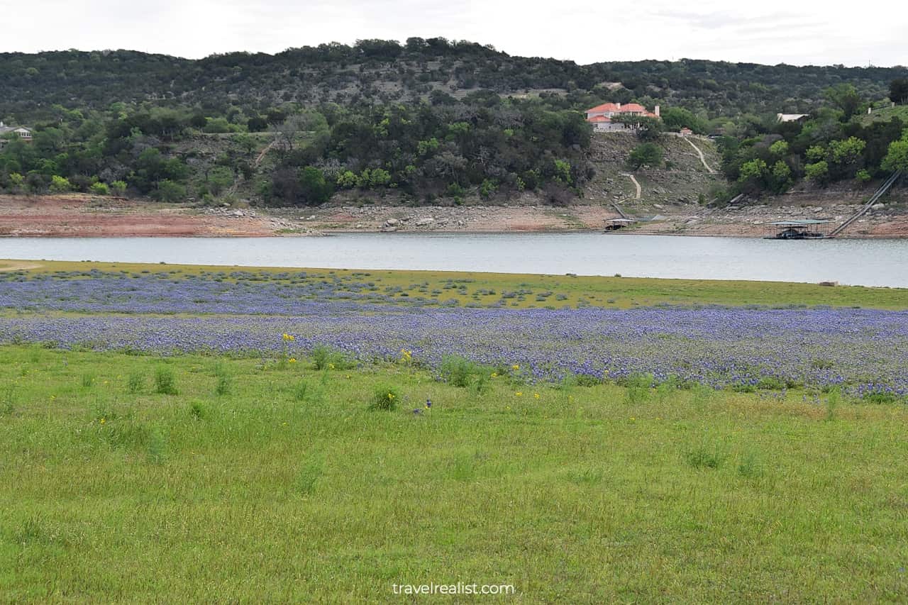 Bluebonnet meadow on Lake Travis shores in Muleshoe Bend Recreation Area near Austin, Texas, US