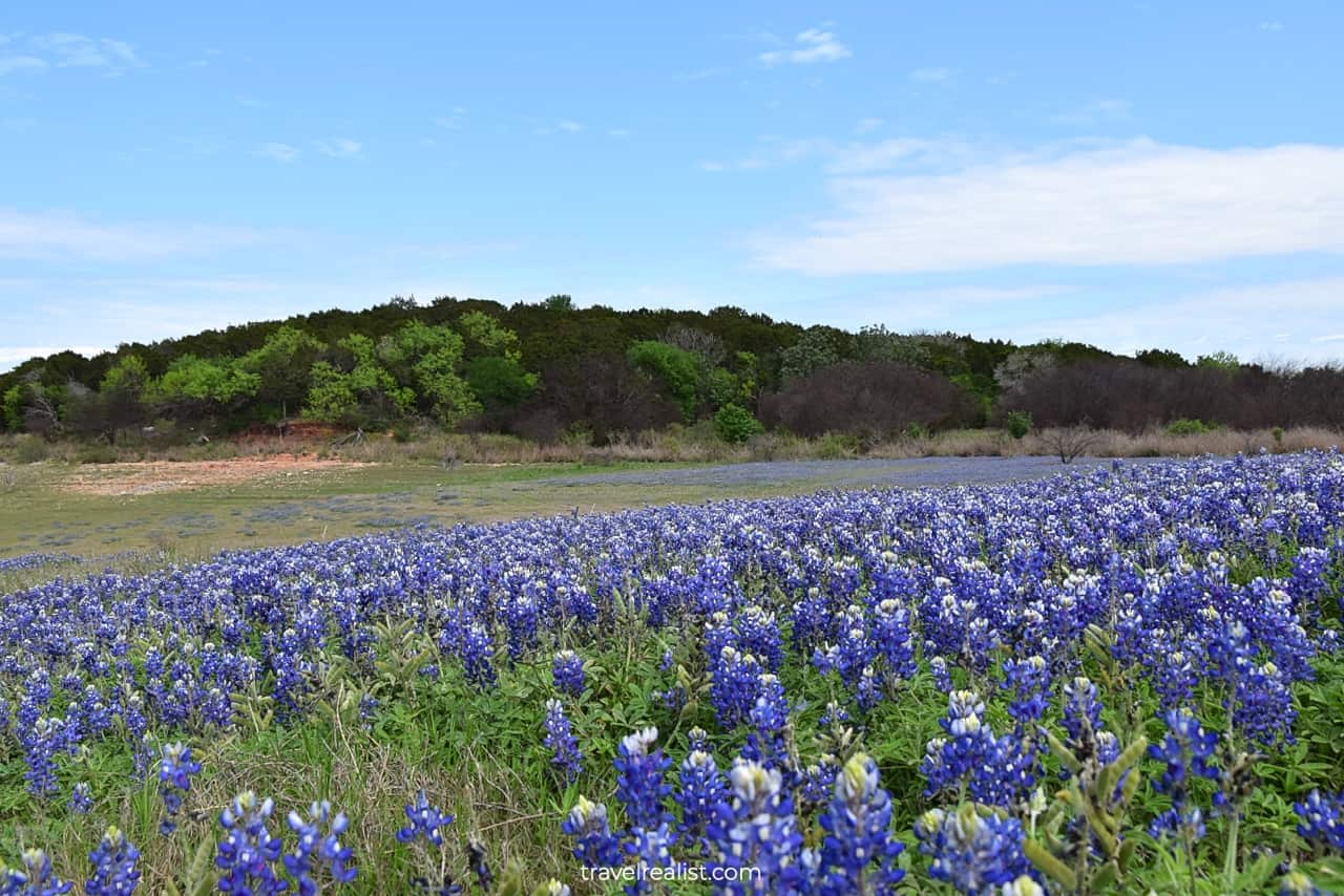 Bluebonnets and cedar grove in Muleshoe Bend Recreation Area near Austin, Texas, US