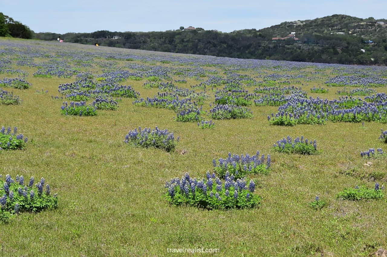 Bluebonnets and grass in Muleshoe Bend Recreation Area near Austin, Texas, US