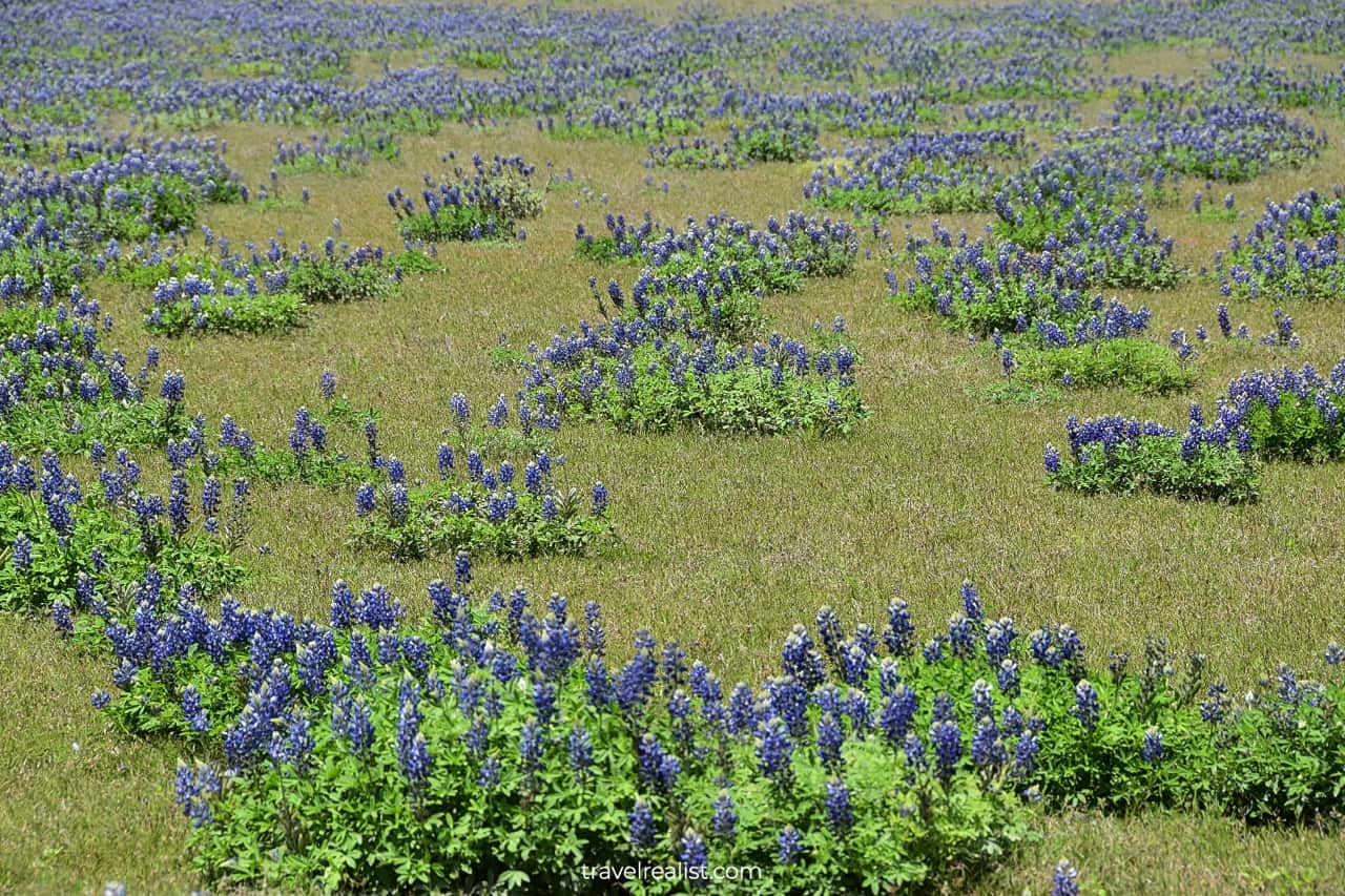 Close-up view of bluebonnets in Muleshoe Bend Recreation Area near Austin, Texas, US