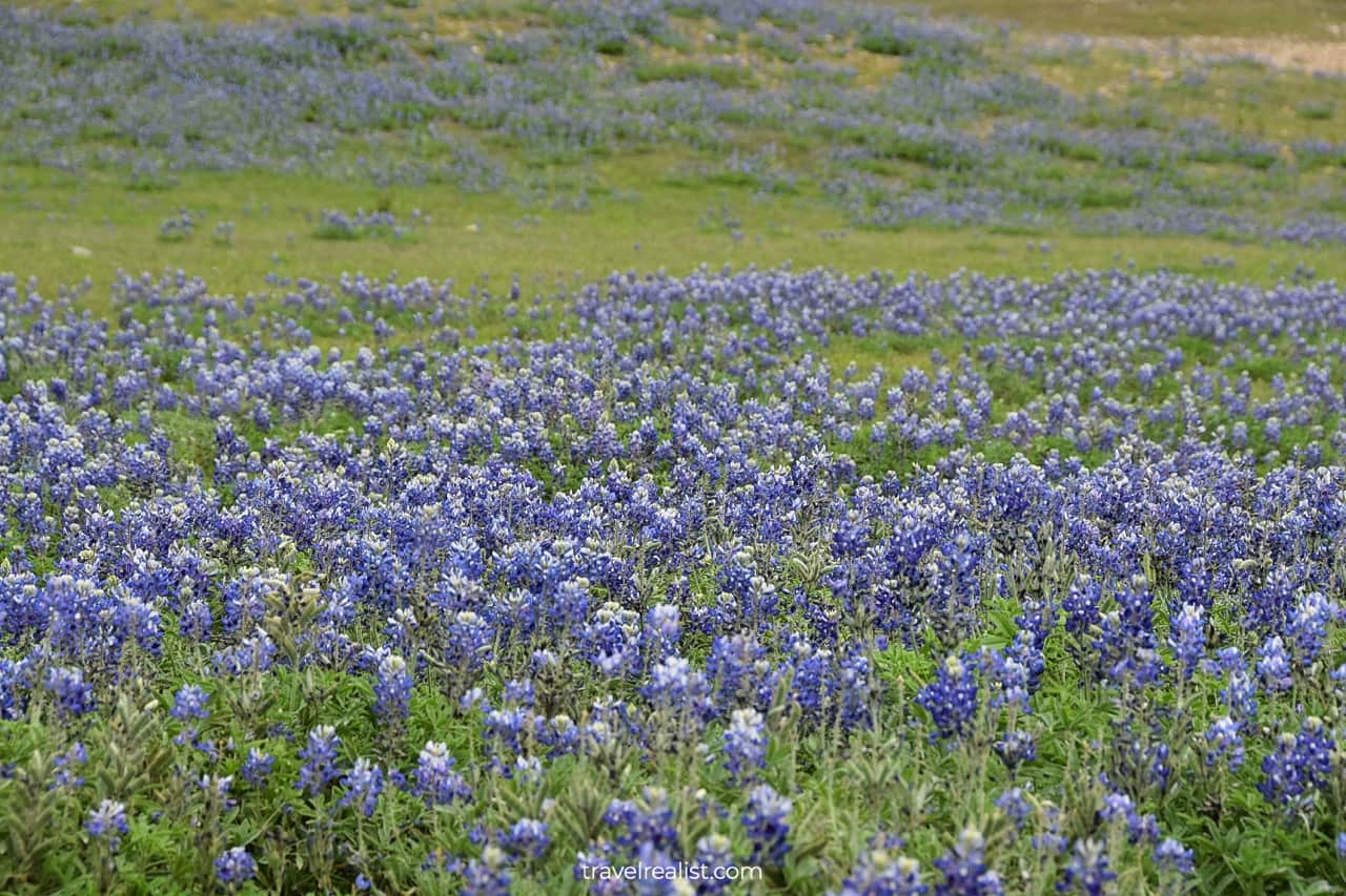 Bluebonnets in Muleshoe Bend Recreation Area near Austin, Texas, US