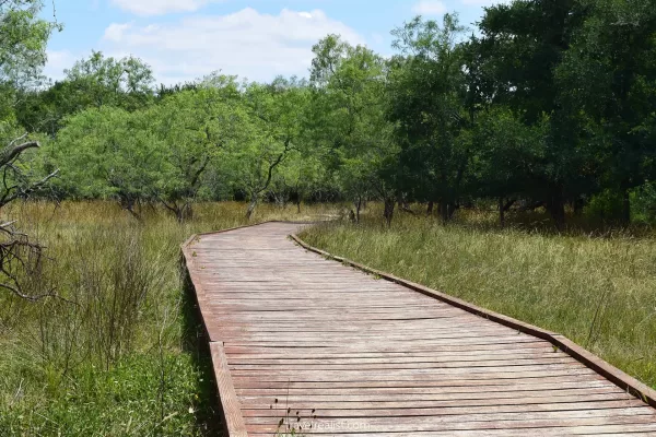 Wooden deck over swamp on Mesquite Flats trail in Palmetto State Park, Texas, US