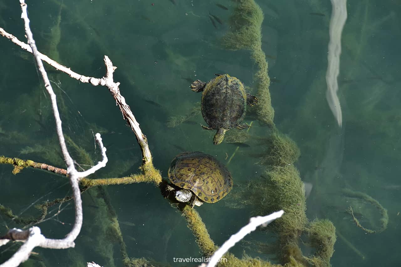 Turtles swimming in Barton Creek in Austin, Texas, US
