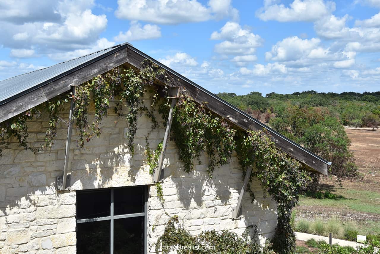 Grapes growing at Lady Bird Johnson Wildflower Center in Austin, Texas, US