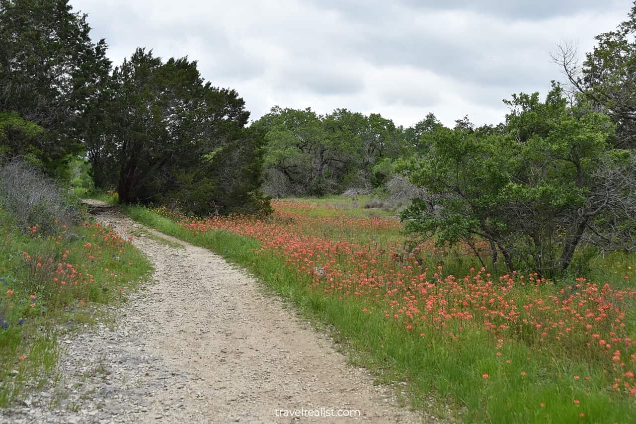 Wildflowers along Path in McKinney Falls State Park in Austin, Texas, US