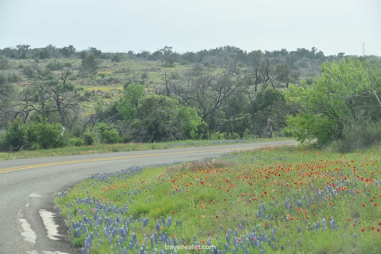Bluebonnets and wildflowers near Pecan Flats Trail in Inks Lake State Park in Texas, US