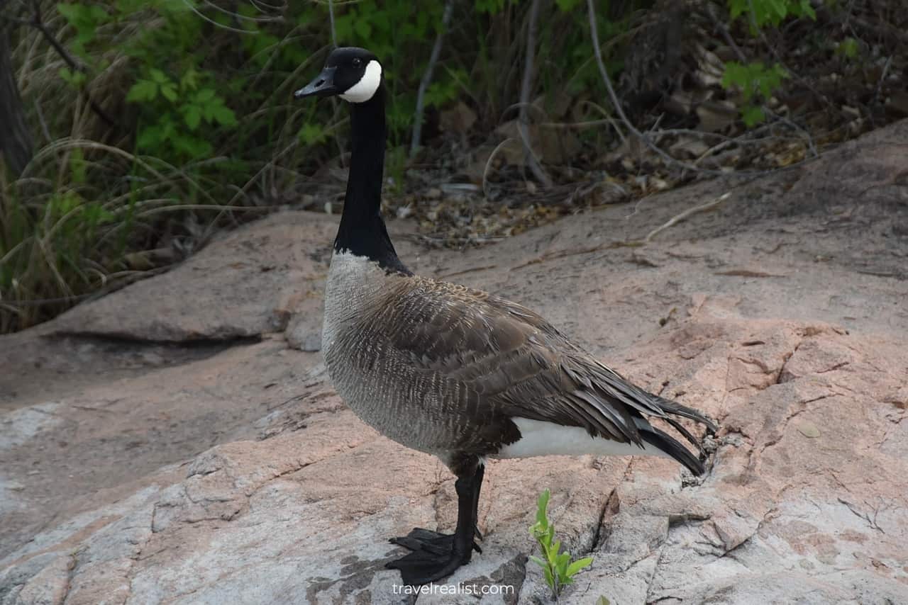 Goose near South Fishing Pier in Inks Lake State Park in Texas, US