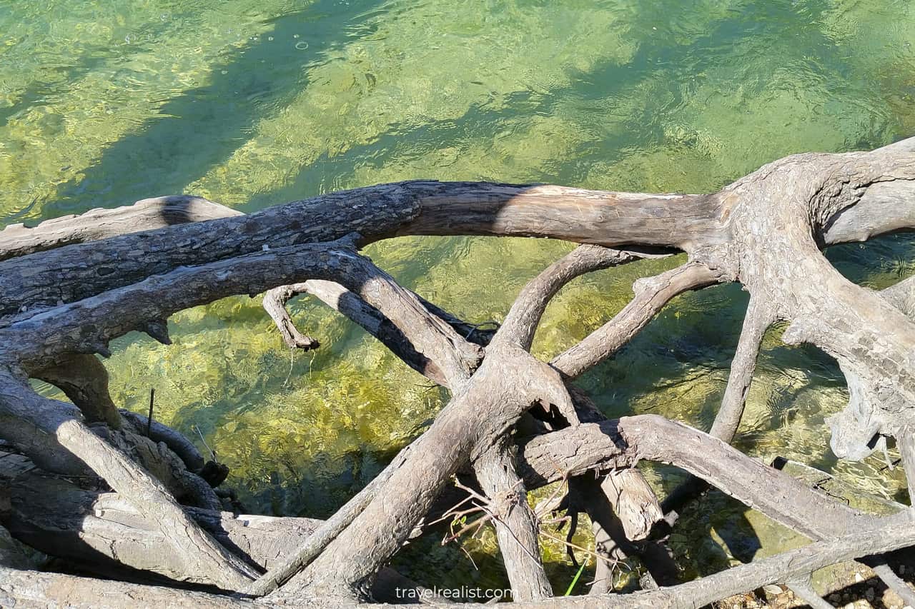 Cypress tree roots above water near St. Edwards Park in Austin, Texas, US