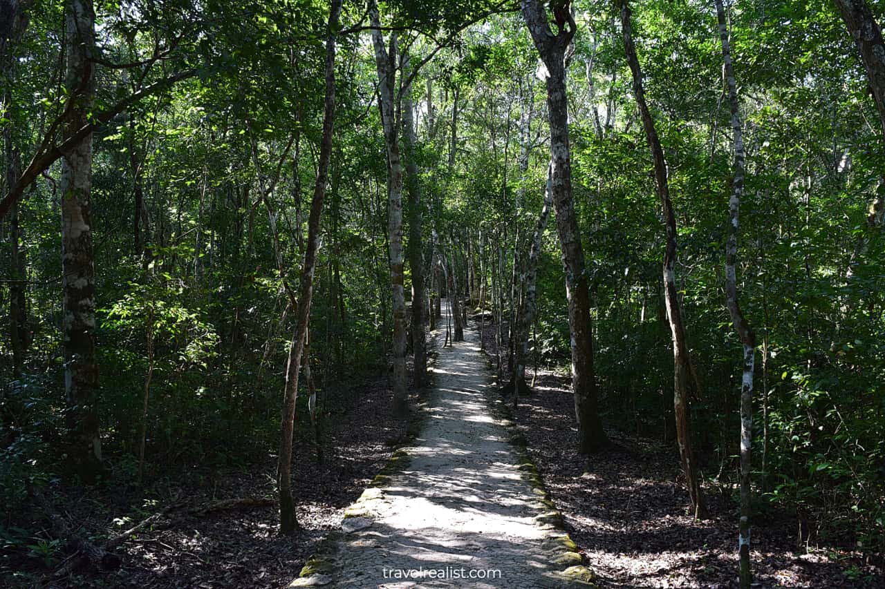 Jungle Path in Calakmul, Mexico